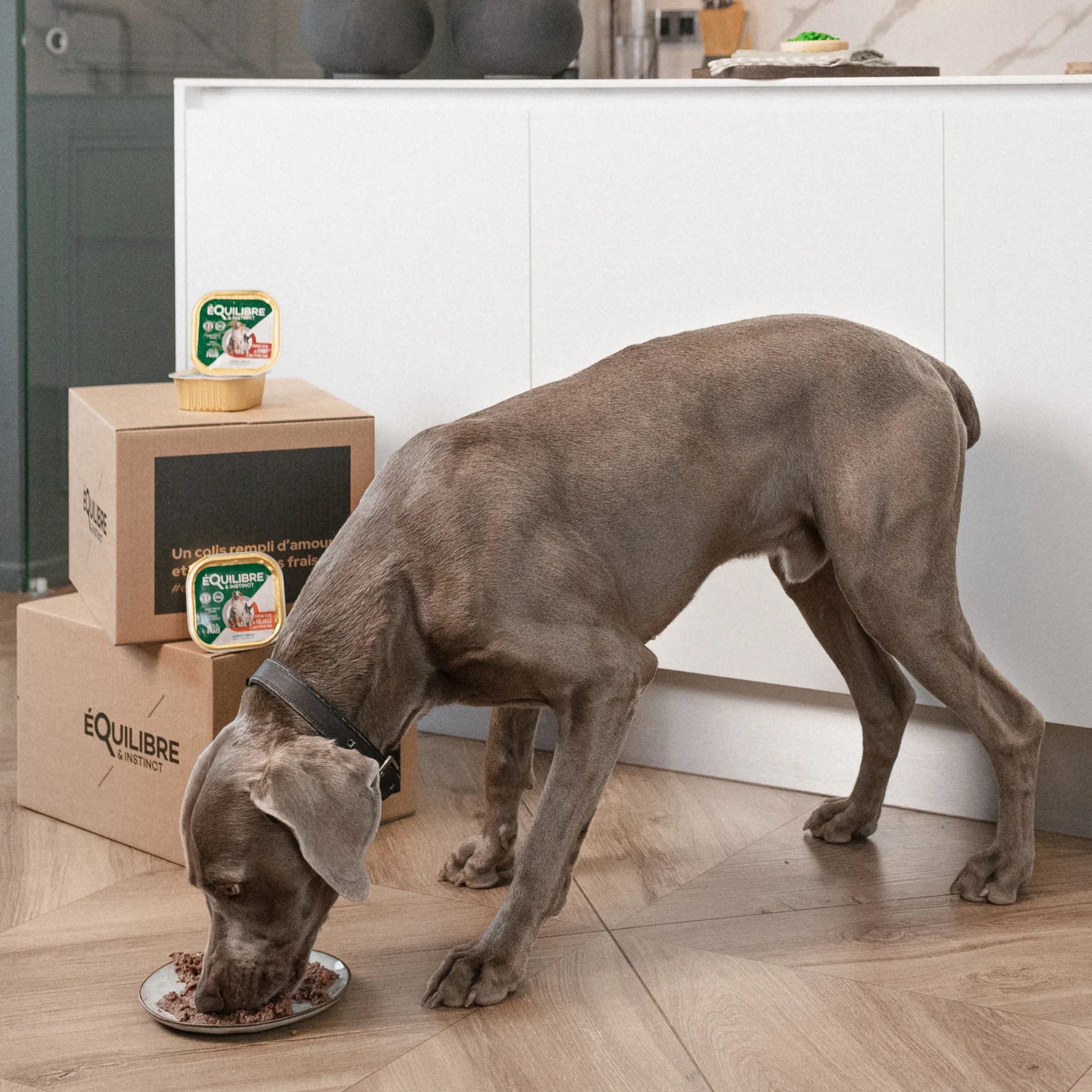 EQULIBREETINSTINCT_Achat_patees_chien_21dc65c4-b1ee-4e67-8927-92e6e69eb92f