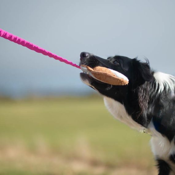 Border-Collie-playing-with-BungeeCutie-pink-turquoise-570x570