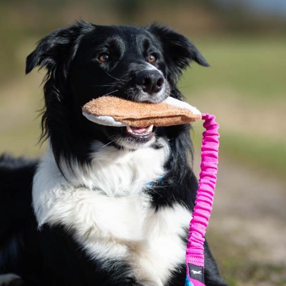 Border-Collie-and-BungeeCutie-pink-turquoise-570x570