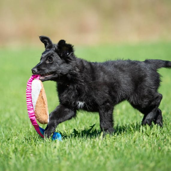 Pink-turquoise-BungeeCutie-toy-with-puppy-570x570