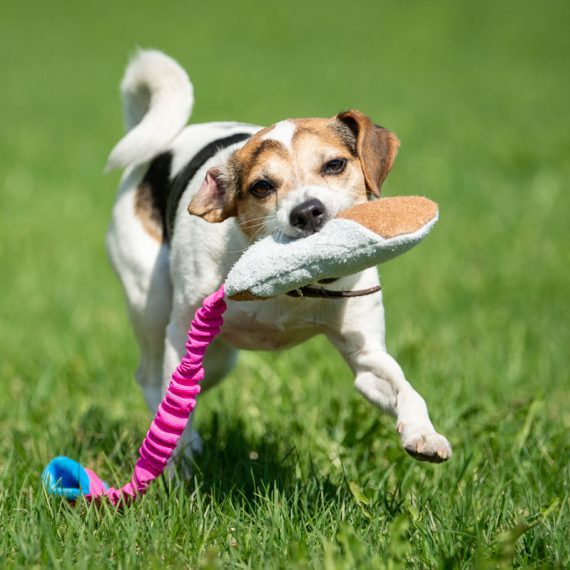 Farmdog-with-pink-turquoise-BungeeCutie-570x570