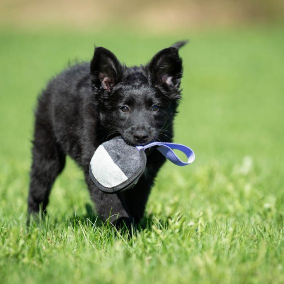 Sweetie-ball-lila-and-puppy-570x570
