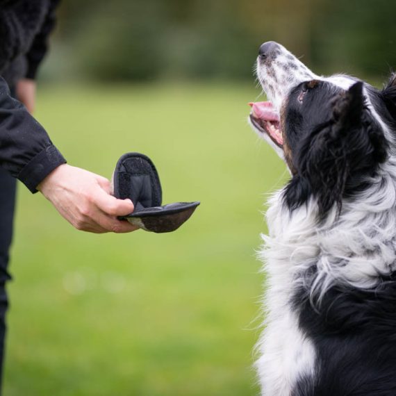 Sweetie-ball-open-with-bordercollie-570x570