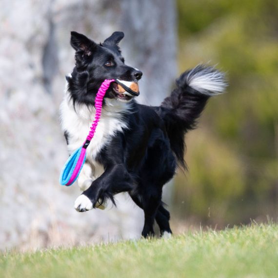 Pink-turquoise-BungeeSweetie-and-BC-playing-570x570