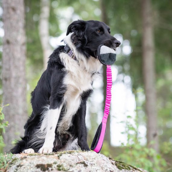 BungeeSweetie-pink-black-and-Border-Collie-570x570