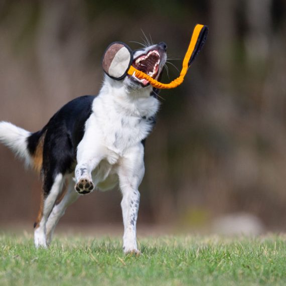 BungeeSweetie-orange-and-black-and-Border-Collie-playing-570x570