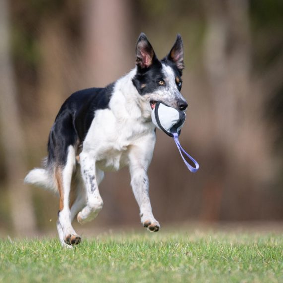 Sweetie-XL-lilac-and-Border-Collie-570x570