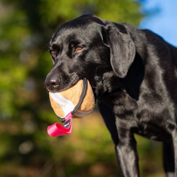 Sweetie-XL-orange-and-Labrador-570x570