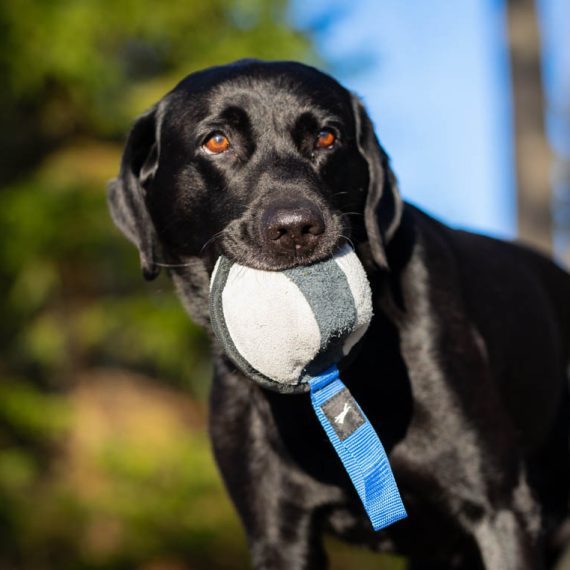 Sweetie-XL-blue-and-Labrador-570x570