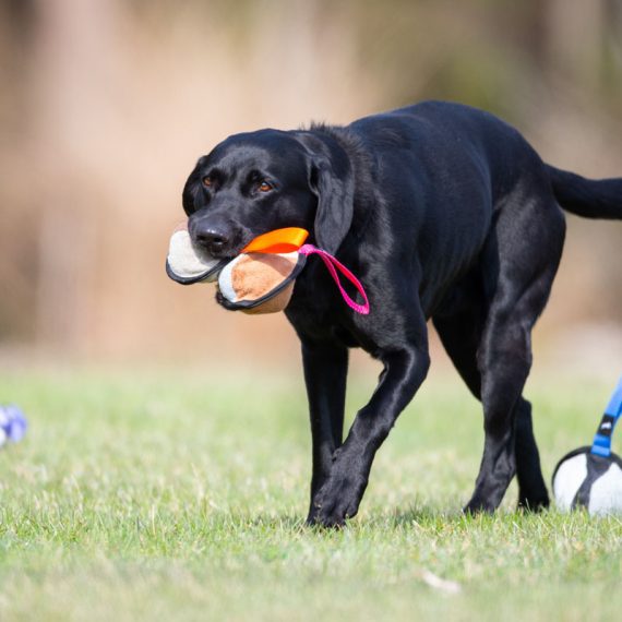 Sweetie-XLs-and-Labrador-570x570