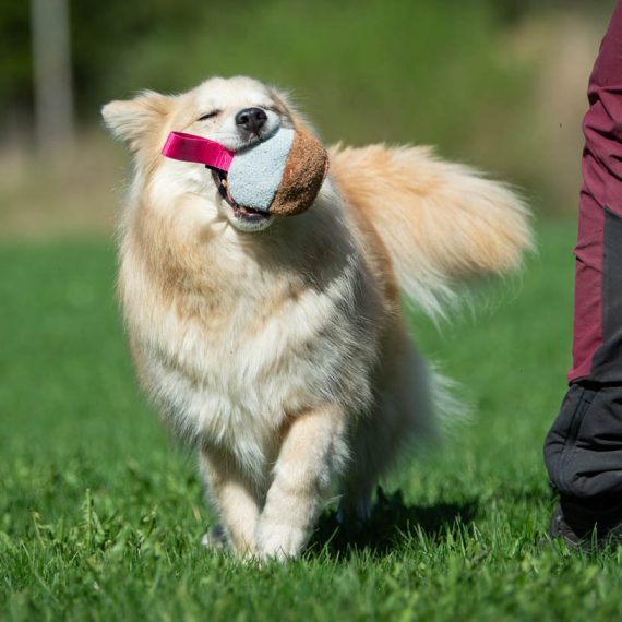 Pink-TeenyTiny-and-medium-dog-570x570