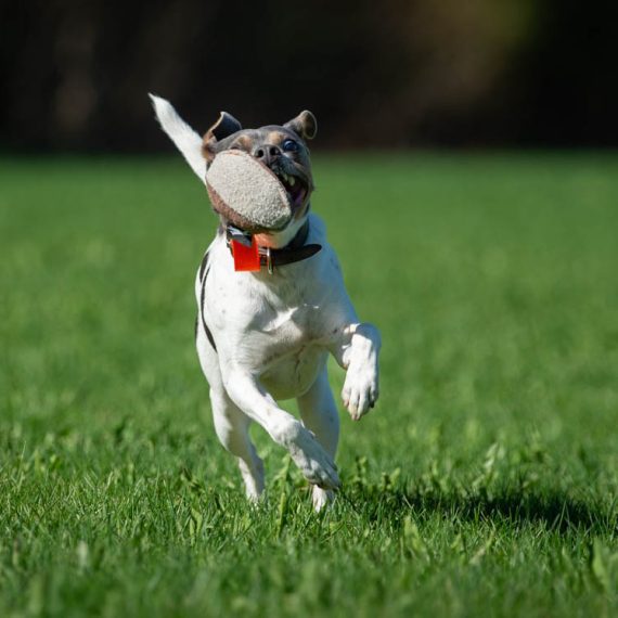 TeenyTiny-orange-and-small-dog-570x570