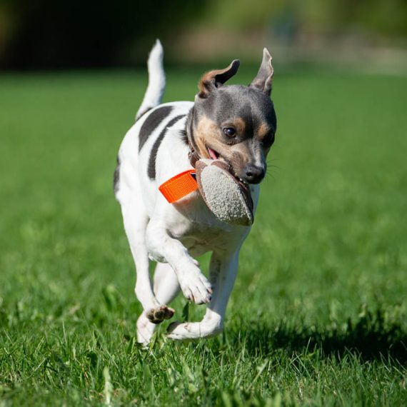 TeenyTiny-orange-with-small-dog-570x570