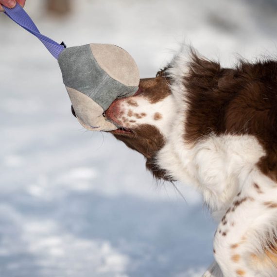 Hefty-ball-toy-lilac-playing-with-Australian-Shepherd-570x570