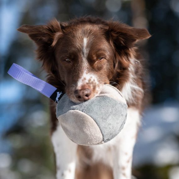 Hefty-ball-lilac-Australian-Shepherd-570x570