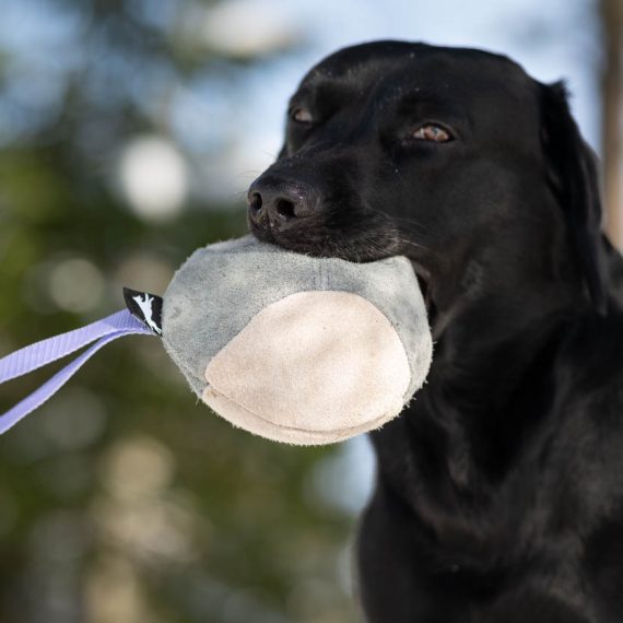 Hefty-ball-lilac-Labrador-570x570