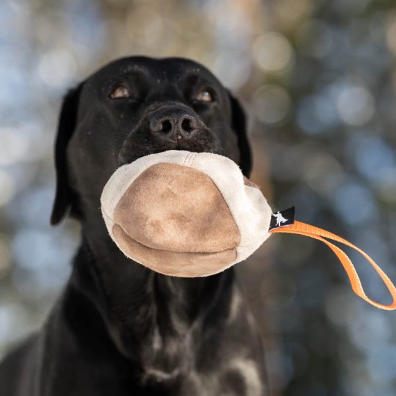 Hefty-ball-orange-Labrador-570x570
