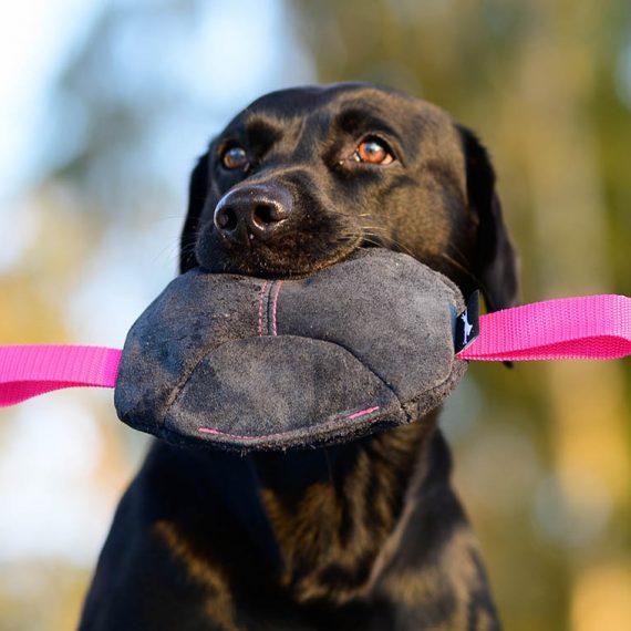 Toughie-suede-tug-toy-black-and-pink-570x570