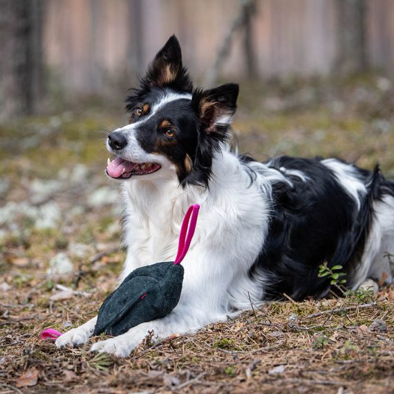 Toughie-tug-toy-black-and-pink-border-collie-570x570