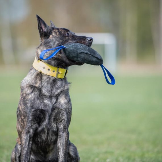 Toughie-blue-XL-and-Dutch-Shepherd-570x570