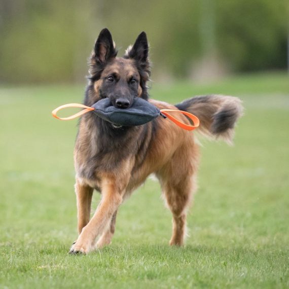 Toughie-XL-orange-Belgian-Shepherd-570x570