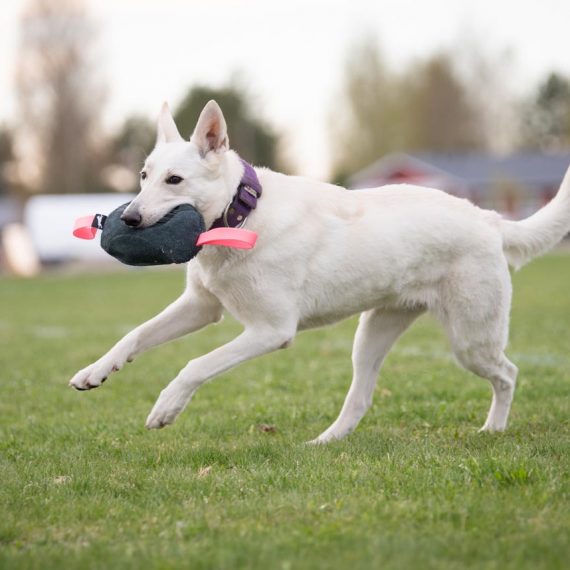 Toughie-XL-pink-and-White-Shepherd-playing-570x570