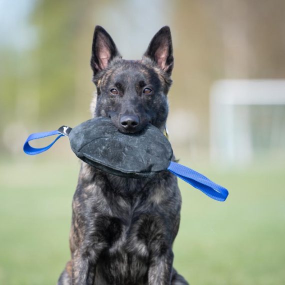 Toughie-XL-tug-toy-Dutch-Shepherd-570x570