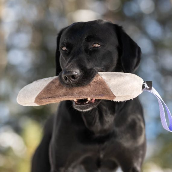 Mighty-tug-toy-lilac-and-Labrador-570x570