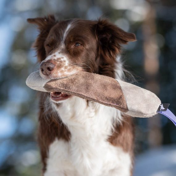 Mighty-tug-toy-lilac-and-Australian-Shepherd-570x570
