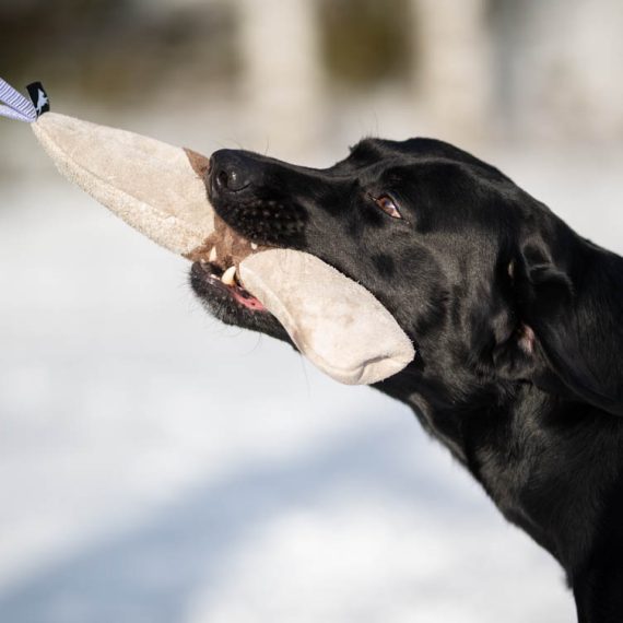 Mighty-tug-toy-lilac-playing-with-Labrador-570x570