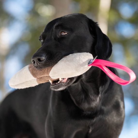 Mighty-tug-toy-pink-and-Labrador-570x570