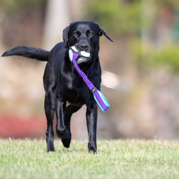 BungeeSweetie-XL-lilac-turquoise-Labrador-570x570