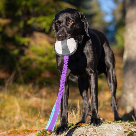 BungeeSweetie-XL-lilac-and-Labrador-570x570