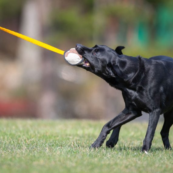 Orange-black-BungeeSweetie-XL-and-Labrador-570x570