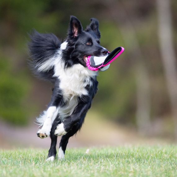 Pink-black-BungeeSweetie-XL-and-Border-Collie-570x570
