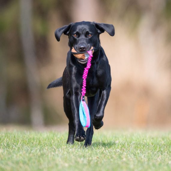 Pink-turquoise-BungeeSweetie-XL-and-Labrador-Retriever-male-570x570