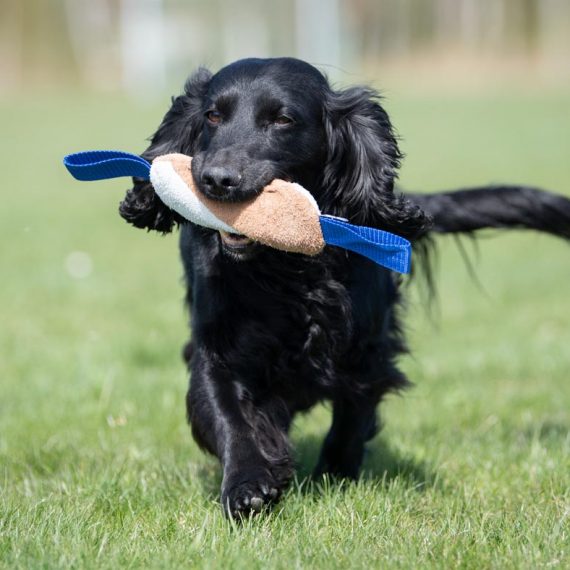 Cutie-tug-toy-blue-cockerspaniel-570x570