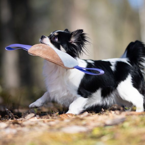 Cutie-tug-toys-lilac-small-dog-570x570