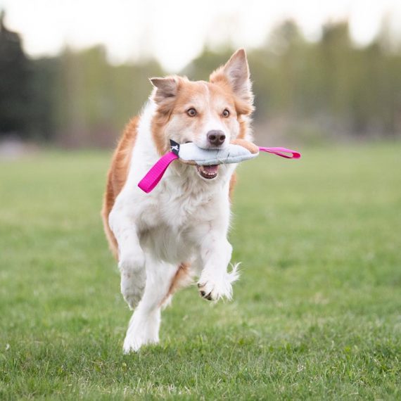 Cutie-tug-toy-pink-border-collie-570x570