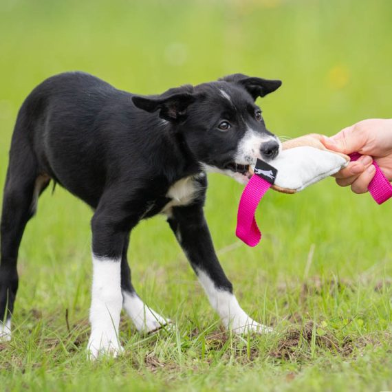 Pink-cutie-tug-toy-border-collie-puppy-570x570