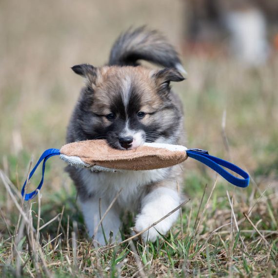puppy-Cutie-blue-570x570
