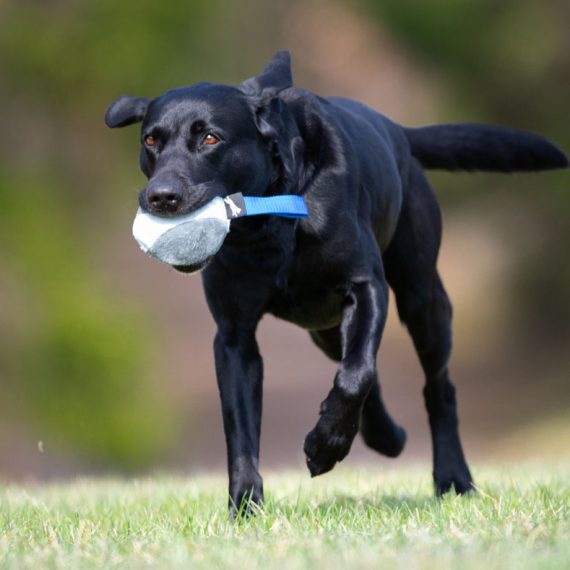 Blue-Chewie-ball-and-Labrador-570x570