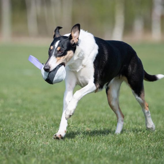 Chewie-ball-collie-running-570x570