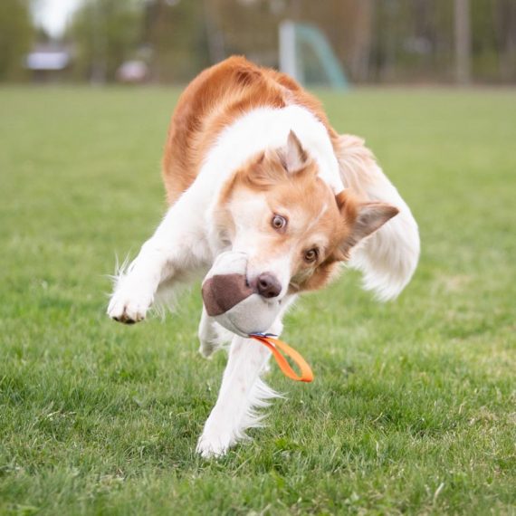 Chewie-ball-orange-border-collie-570x570