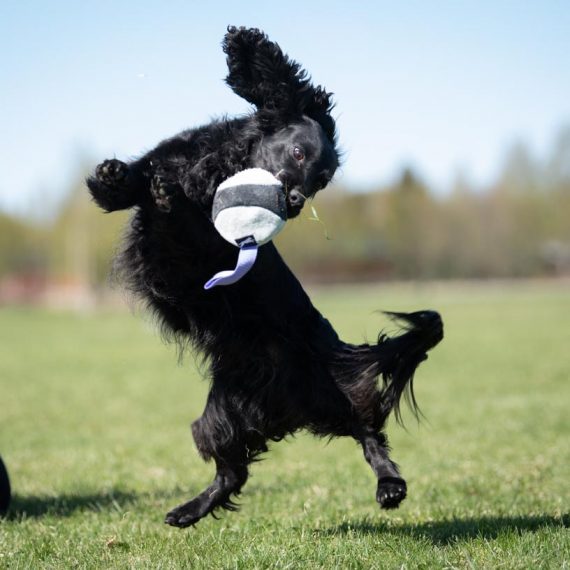 Chewie-ball-lilac-and-cockerspaniel-playing-570x570