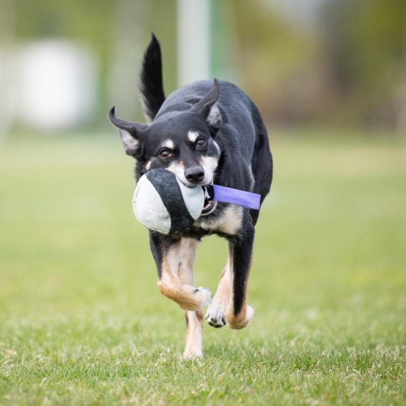 Chewie-ball-lilac-kelpie-570x570