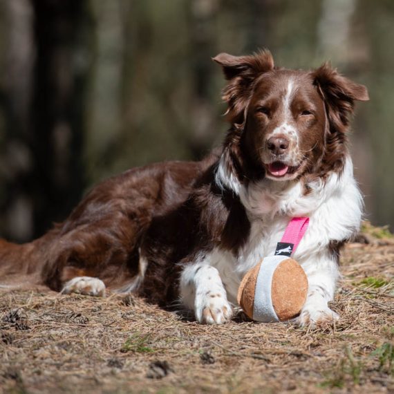 Australian-Shepherd-and-pink-Chewie-570x570