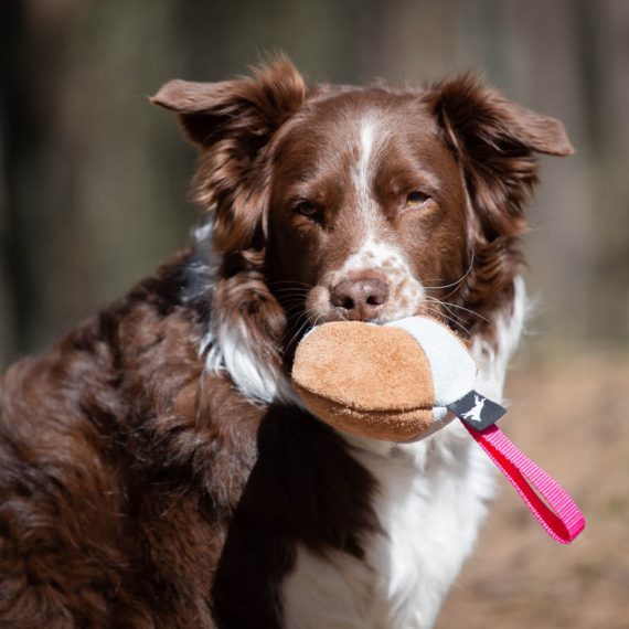 Chewie-pink-with-Australian-Shepherd-570x570