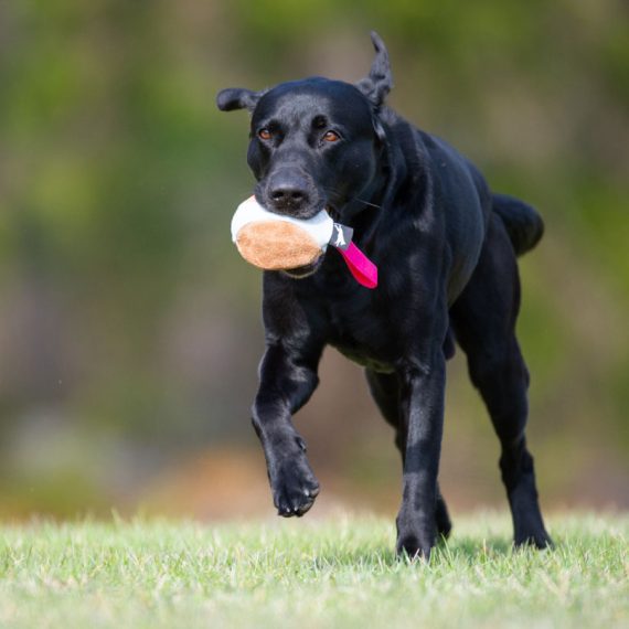 Chewie-ball-pink-and-Labrador-Retriever-570x570