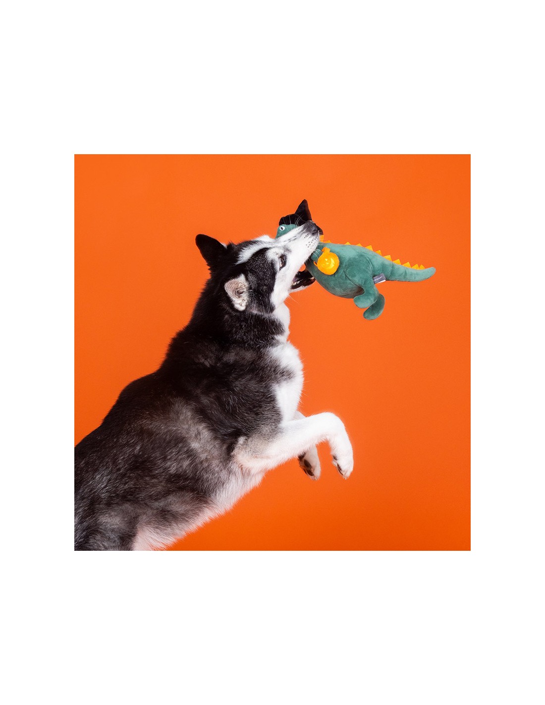 candy-rex-4